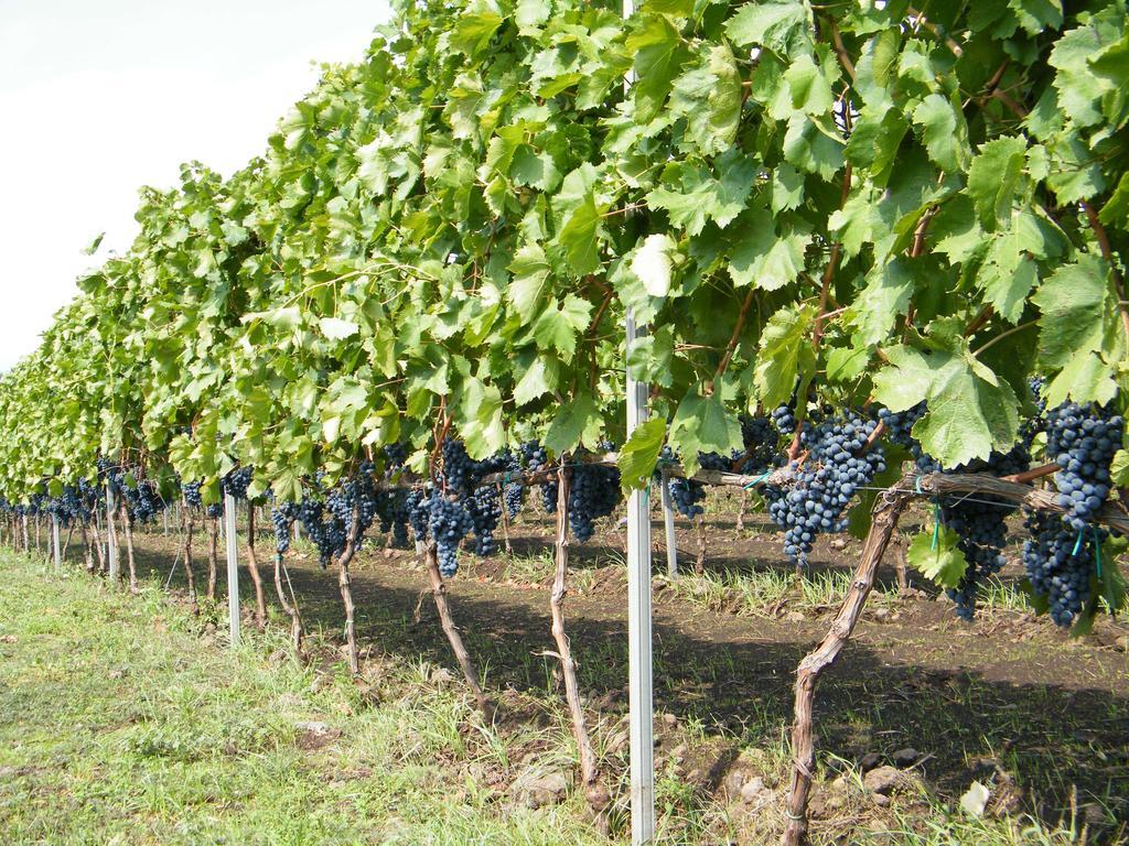 Etna Wine Azienda Agrituristica Passopisciaro Exterior foto